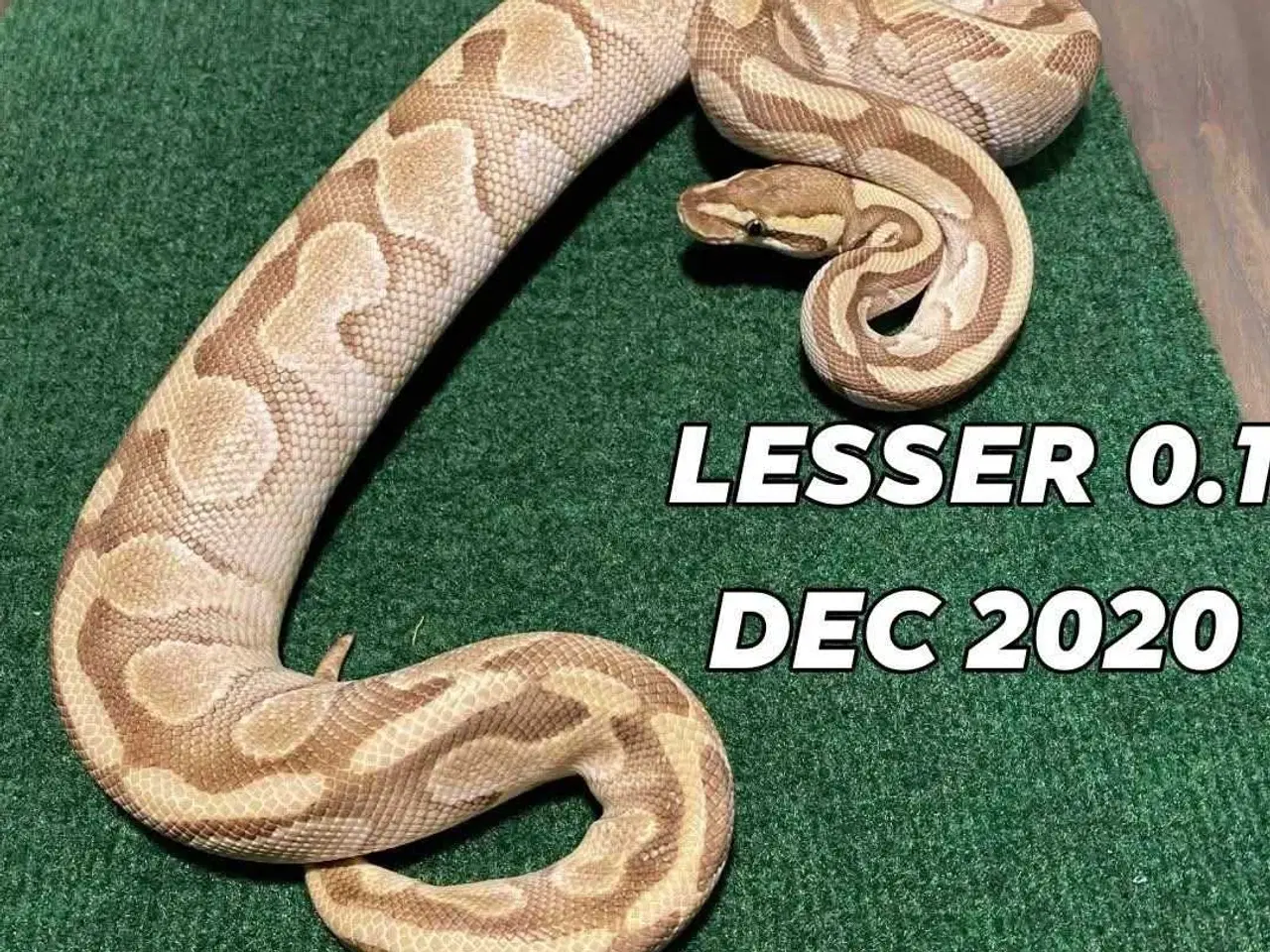 Billede 1 - Flot stor konge pyton 