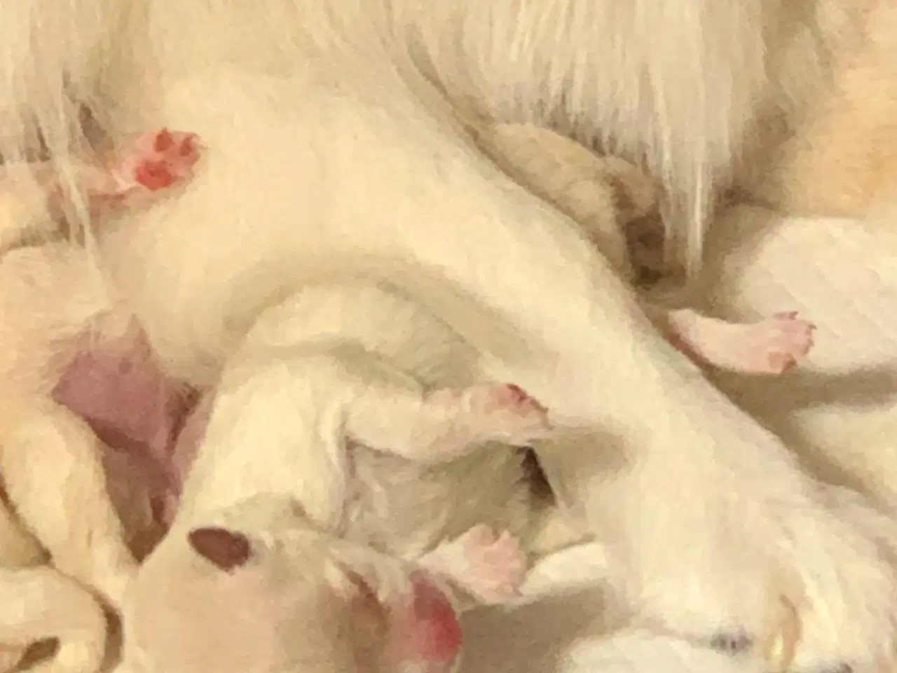 Billede 2 - Bedårende Mittelspitz hvalpe