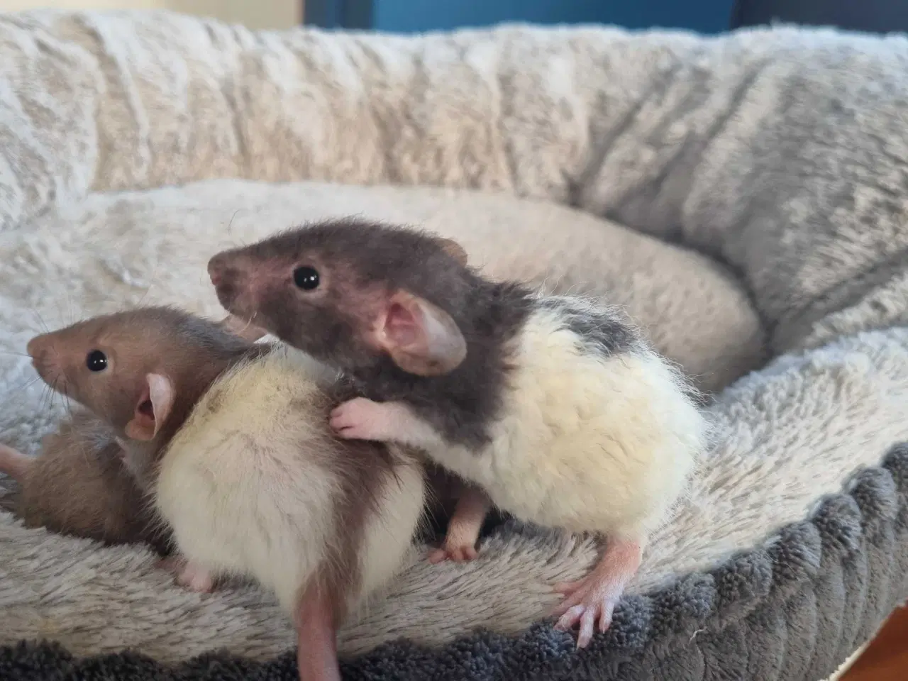 Billede 4 - Dumbo rotteunger 