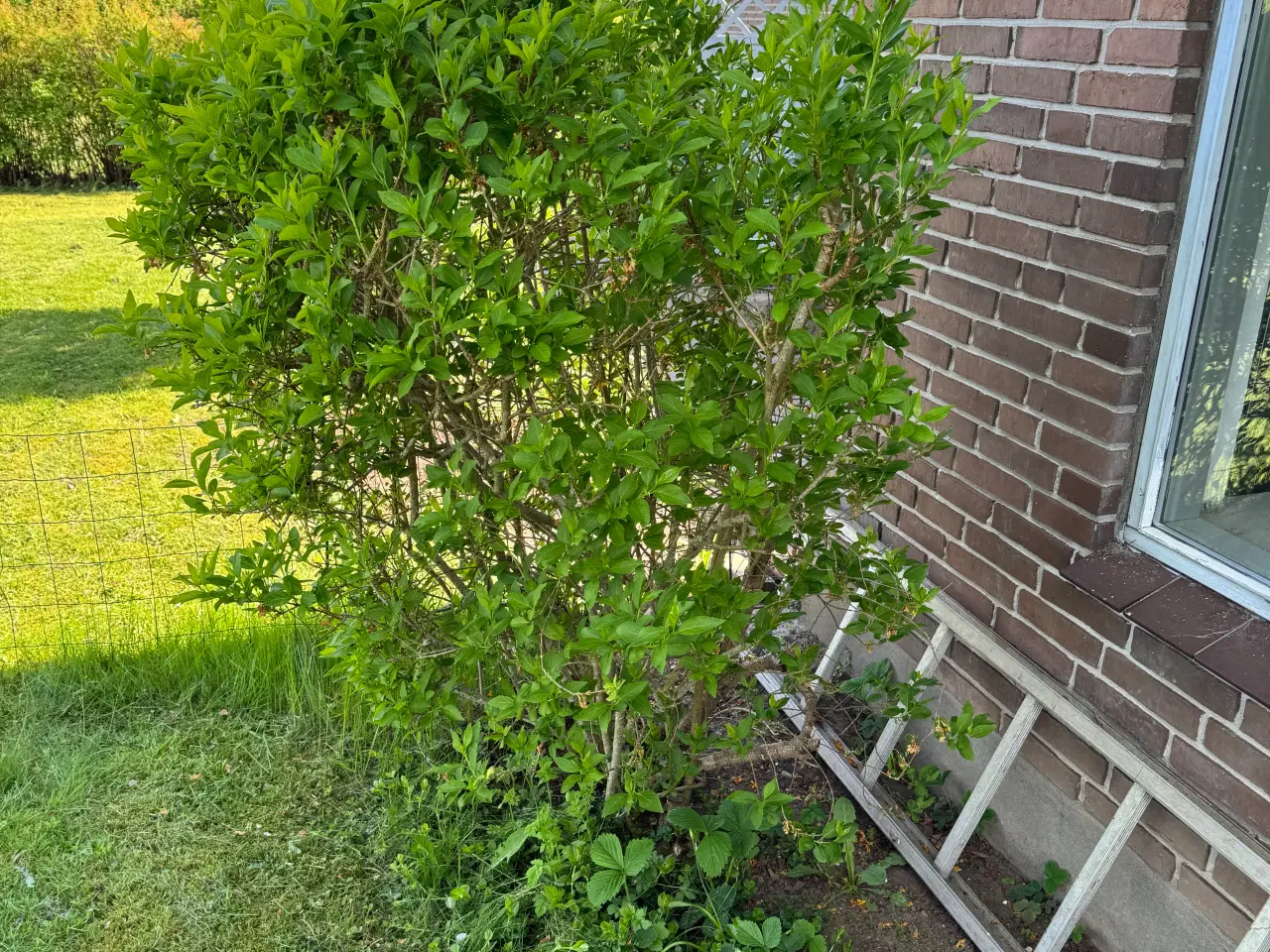 Billede 4 - Gratis have planter 