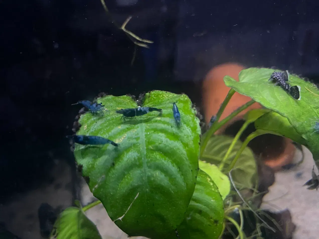 Billede 5 - Blå rejer. 