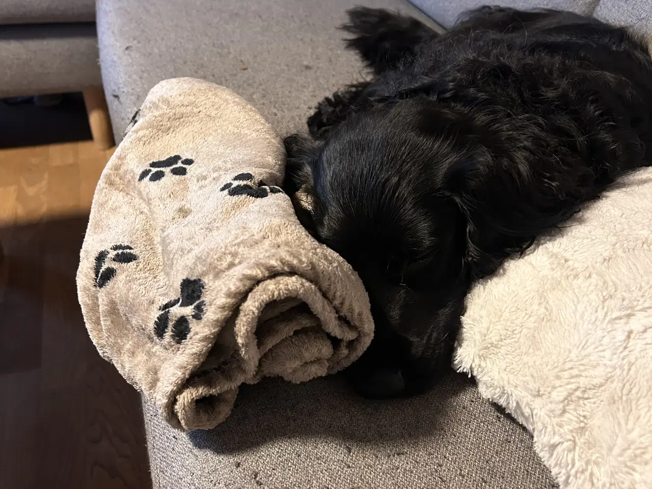 Billede 7 - Cocker han tilbydes til avl