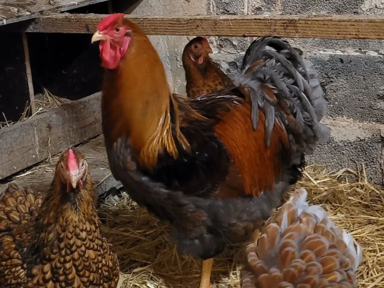 Billede 1 - Wyandotter hane fra 2025