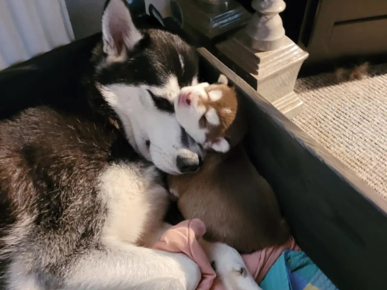 Billede 5 - Siberian Husky bear  hvalpe