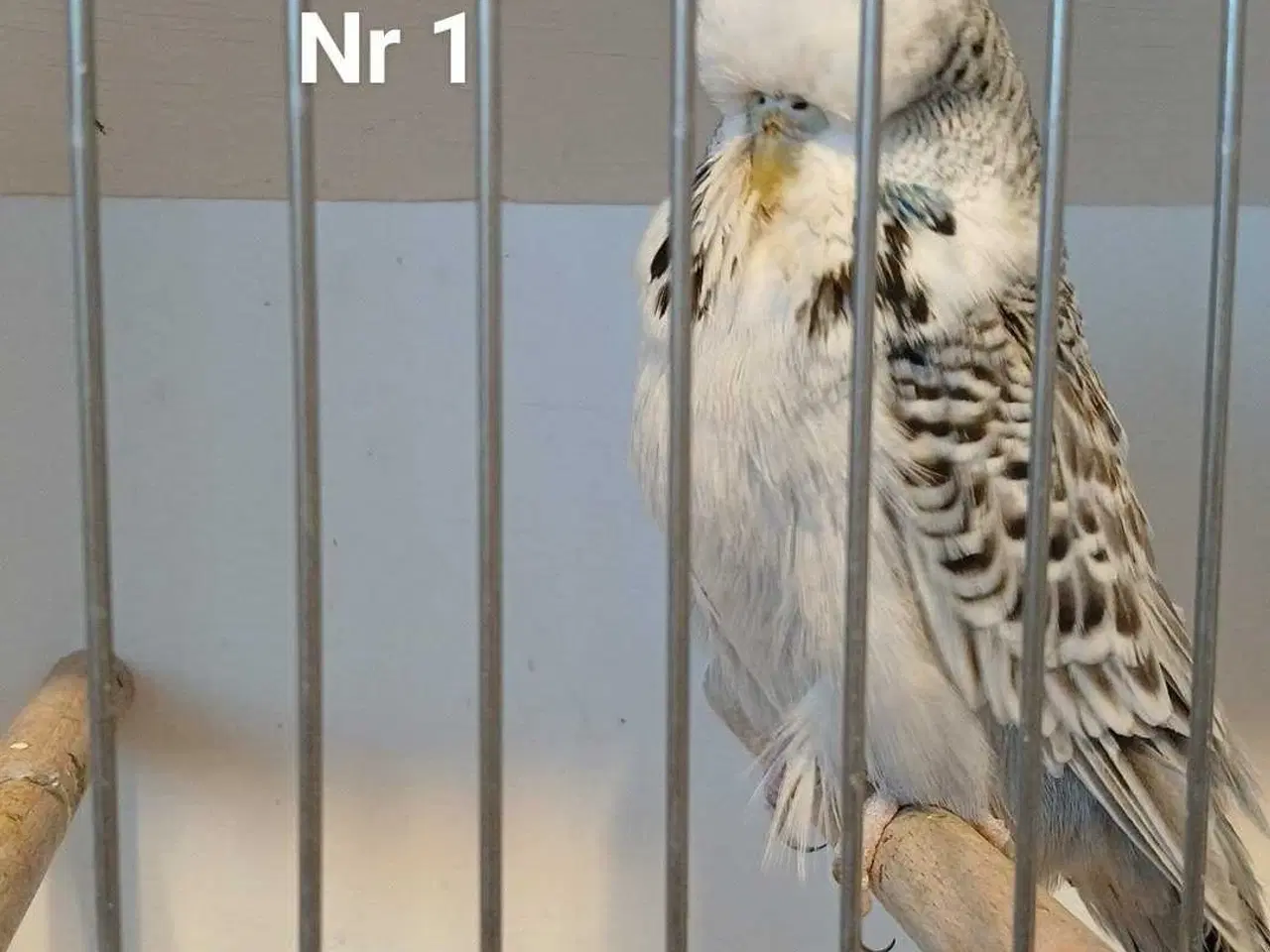 Billede 1 - Engelske undulater 