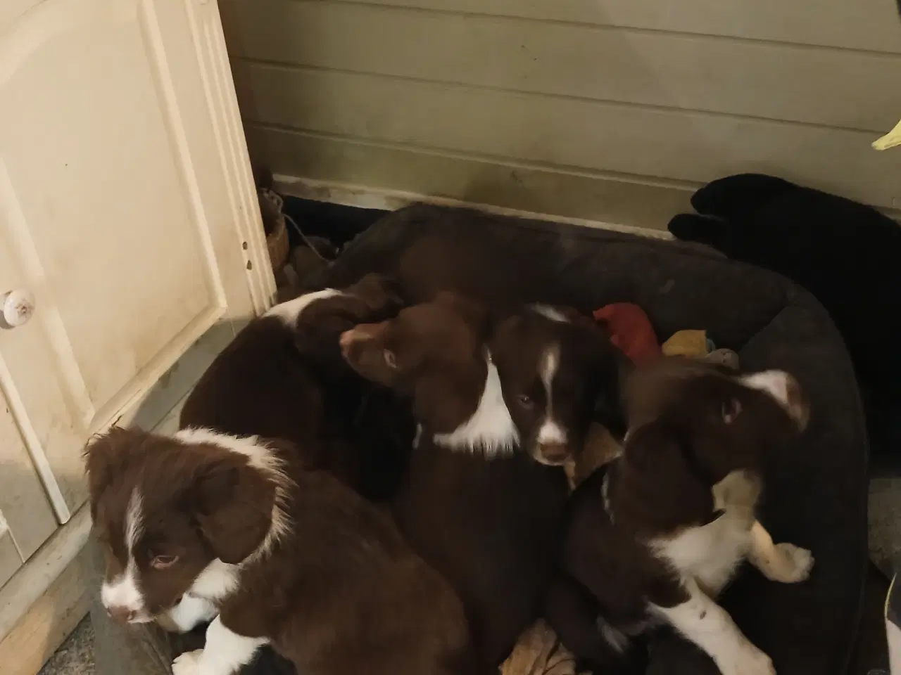 Billede 1 - Mor Springerspaniel