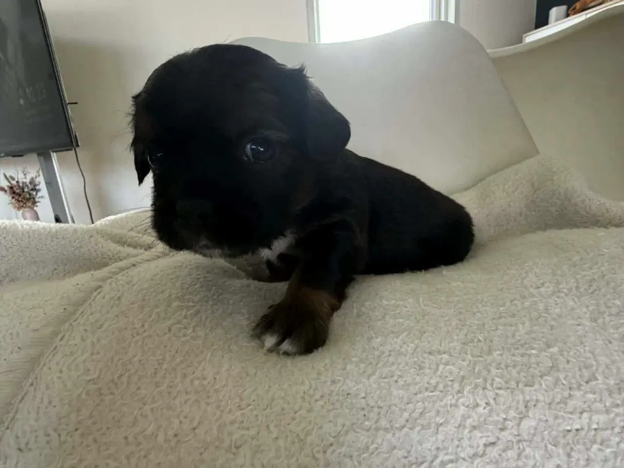 Billede 6 - Bl hvalpe beagle,bomuld,mops,gravhund