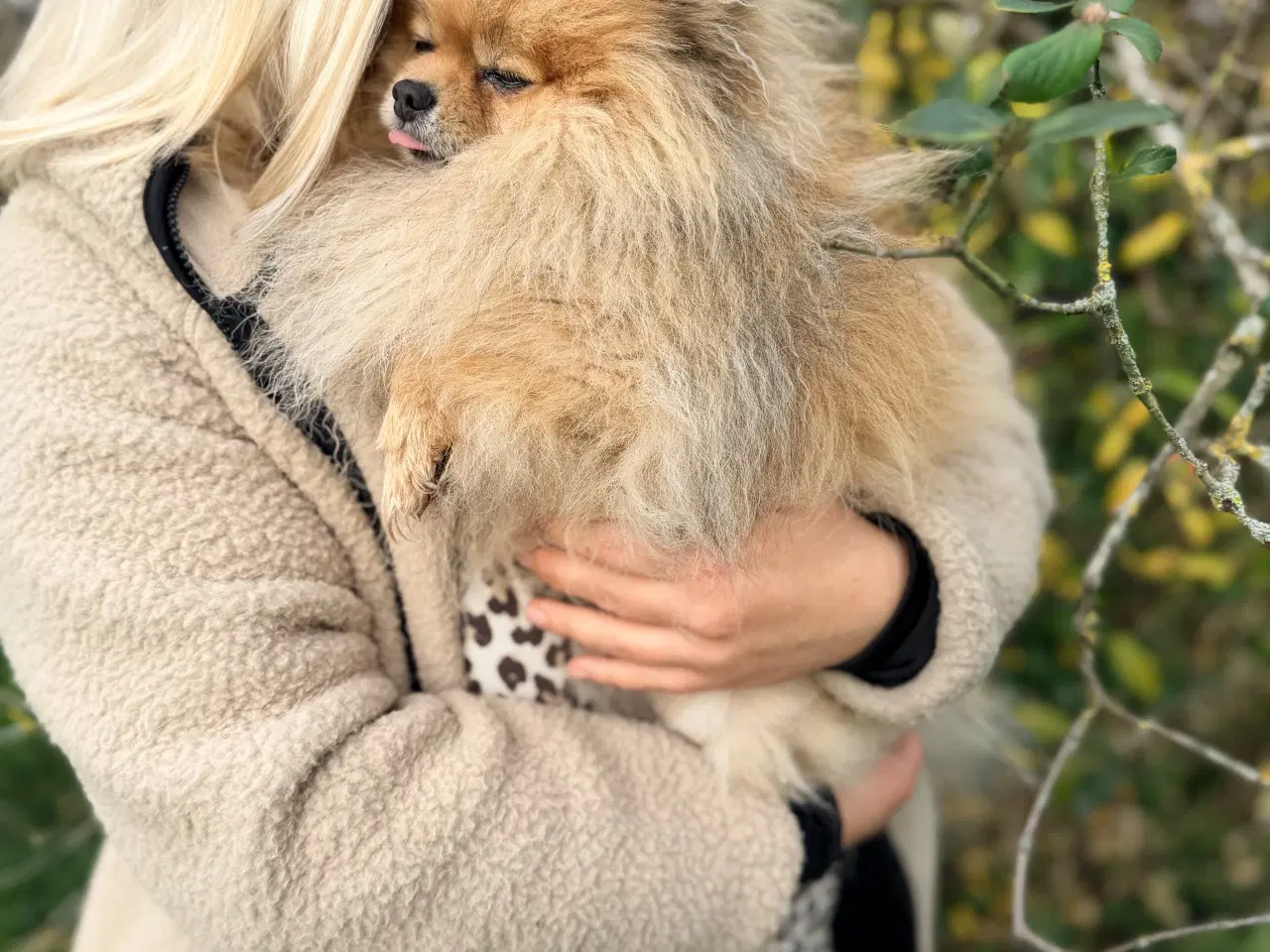 Billede 2 - Pomeranian Dreng