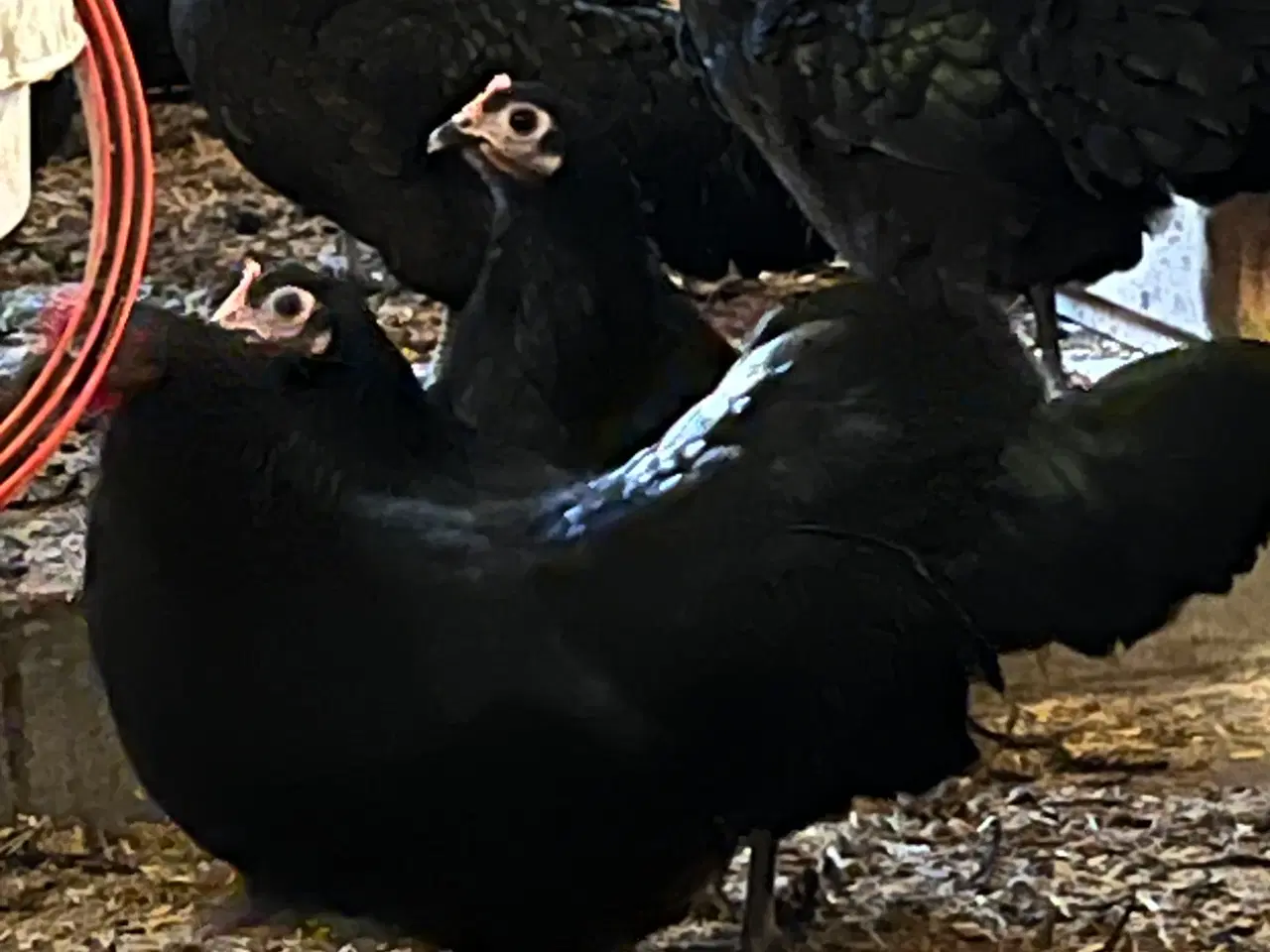 Billede 3 - Super dværg australorps høner