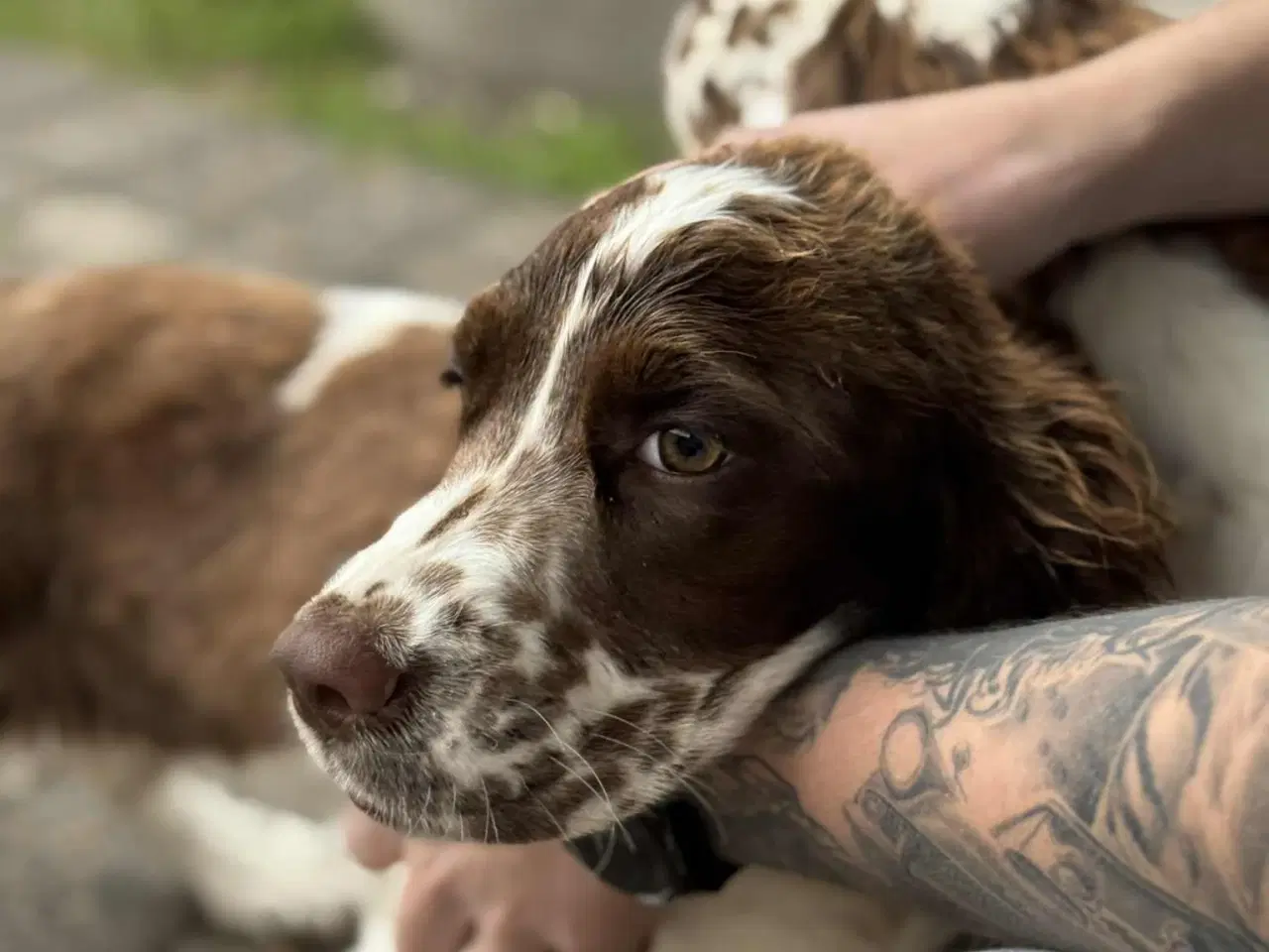 Billede 4 - Engelsk springer spaniel hvalpe