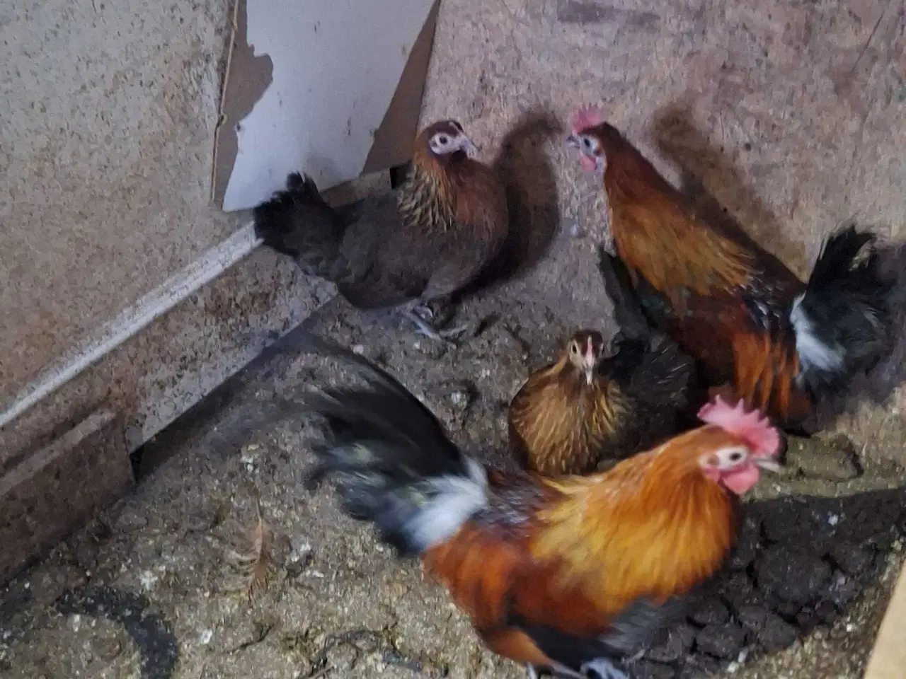 Billede 4 - Dansk landrace høns