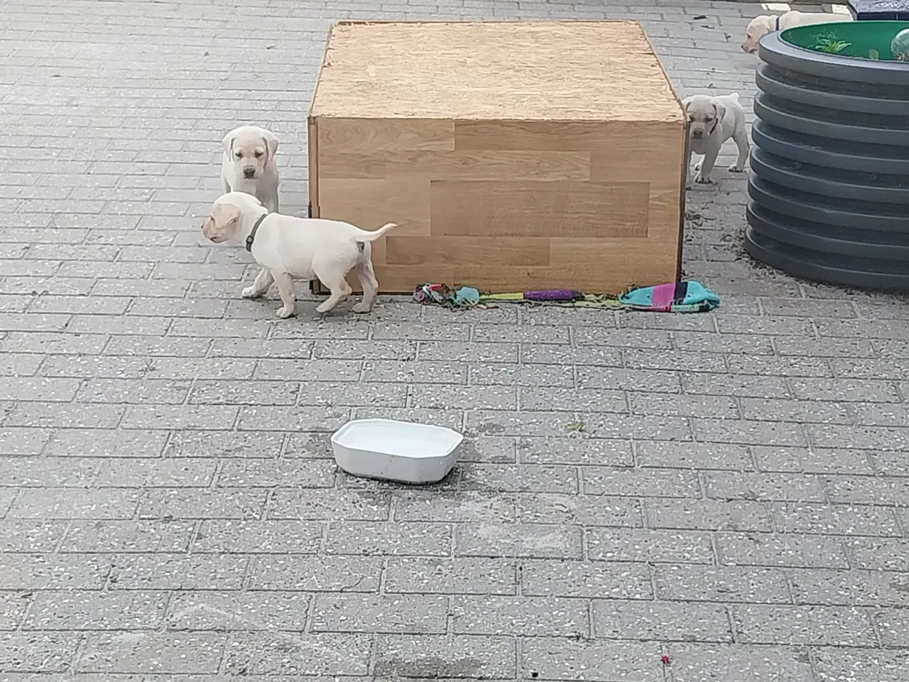 Billede 9 - Gule labrador  hvalpe hanner