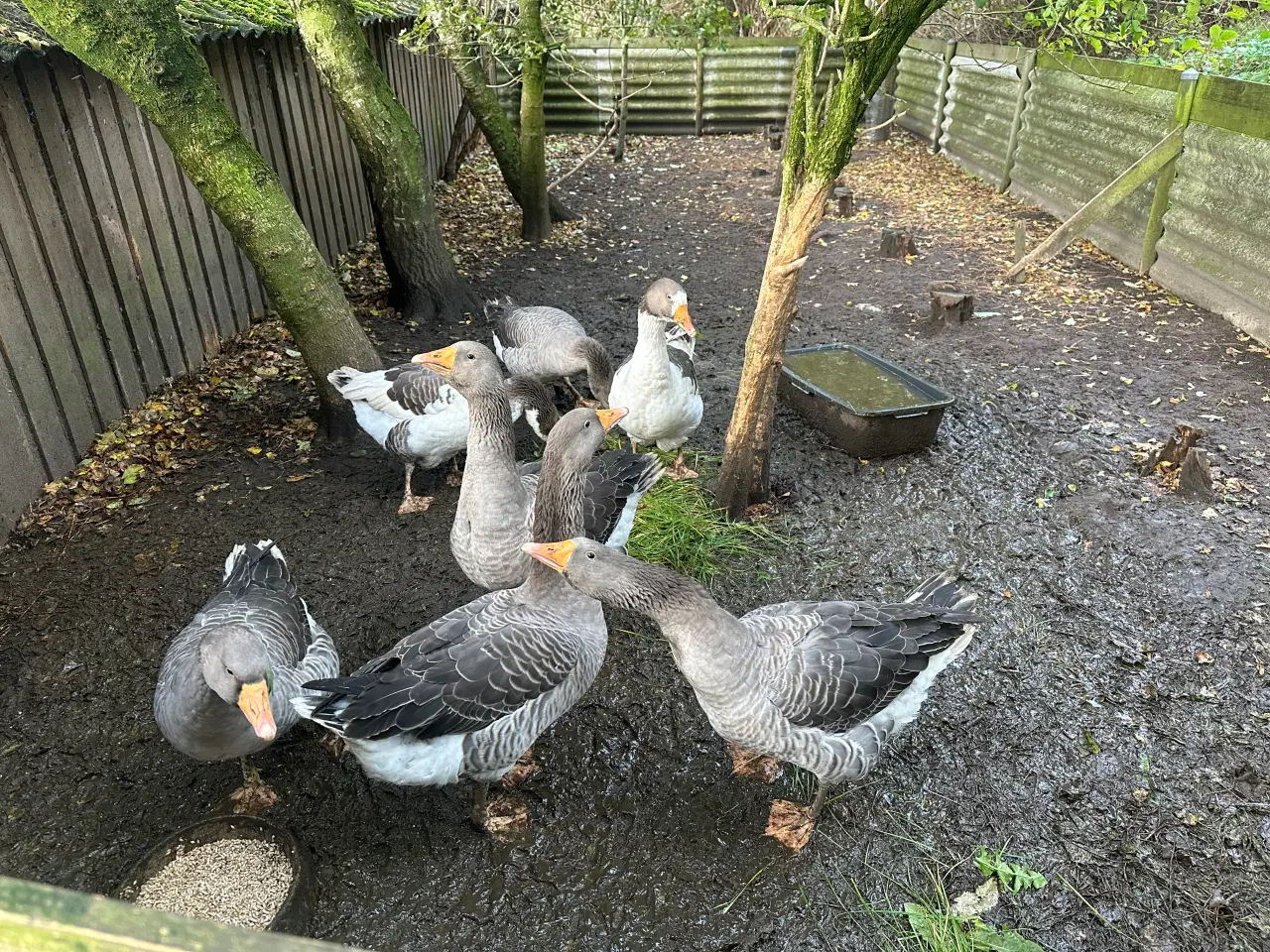 Billede 2 - Gæs sælges