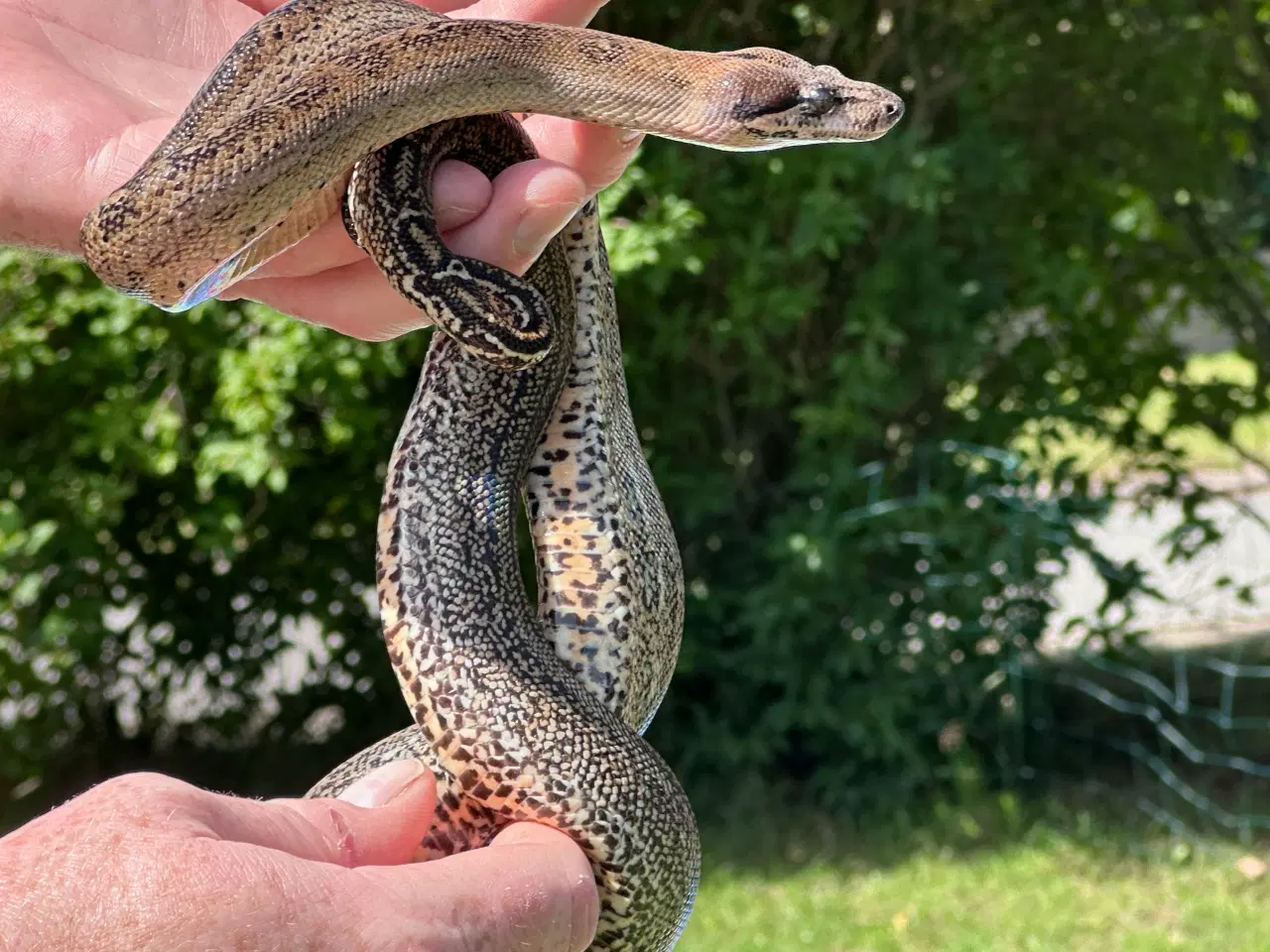 Billede 7 - Smuk Leopard Boa til salg 0,1 🐍