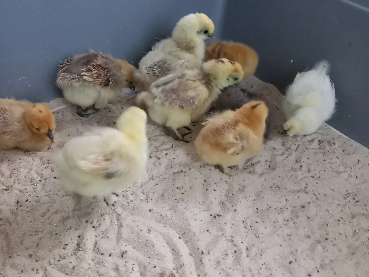 Billede 1 - Kyllinger fra dværg silkehøns 