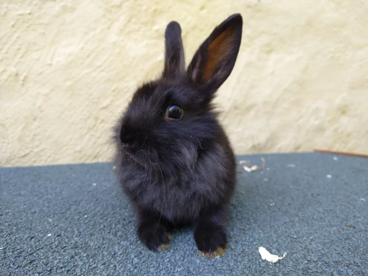Billede 2 - Han unge hollandsk dværg kanin