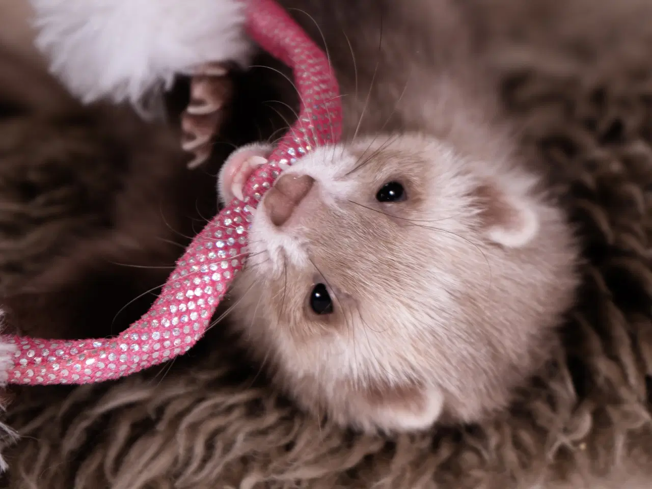 Billede 2 - Fritte pige på 11 måneder 