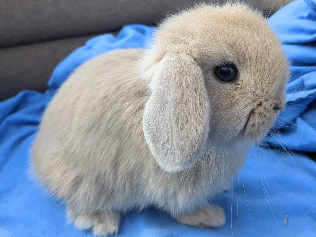 Billede 5 - Minilop kaninunge sælges 