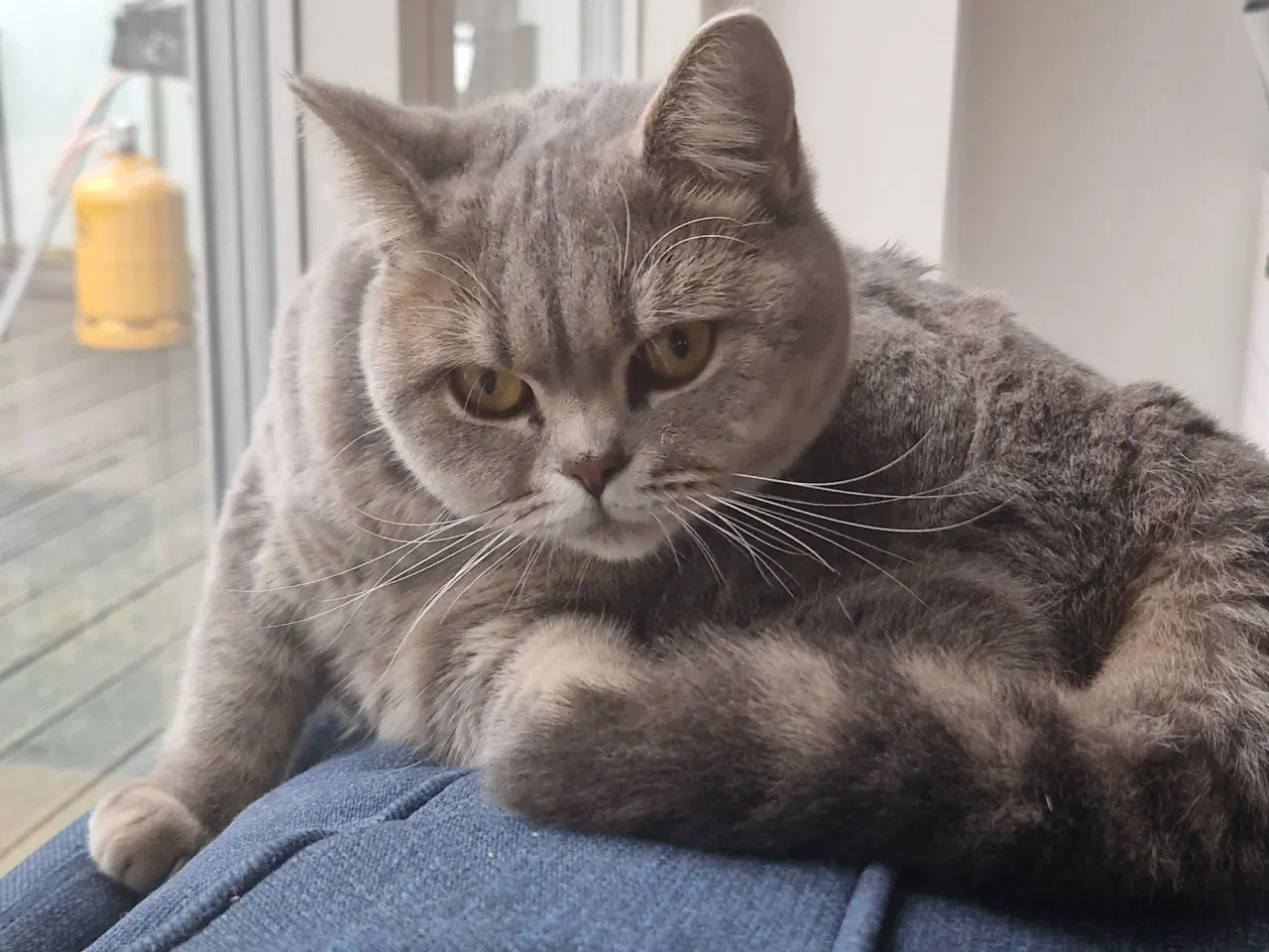 Billede 18 - British shorthair hunkat