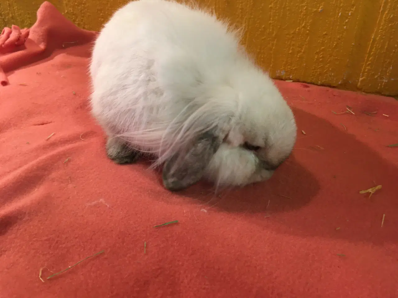 Billede 3 - Olliver på 6 mdr søger et kærligt hjem