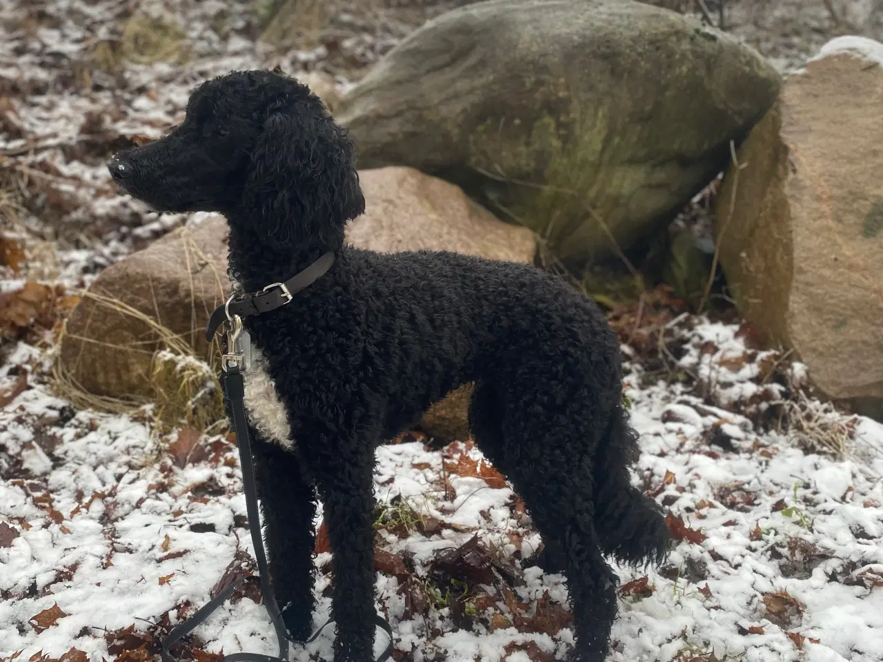 Billede 3 - Goldendoodle søger nye eventyr