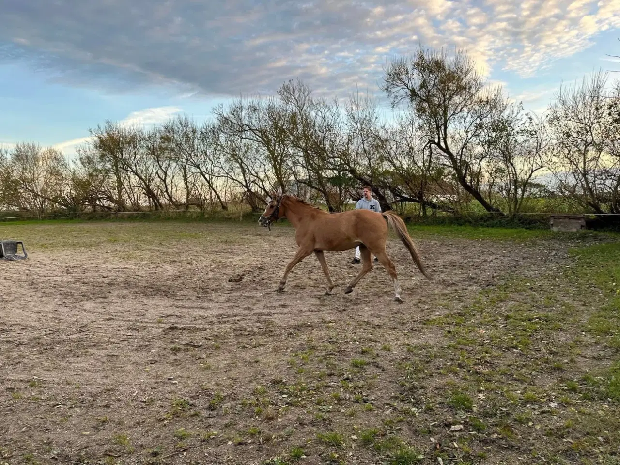 Billede 3 - Skøn 2’er pony søger nyt hjem 