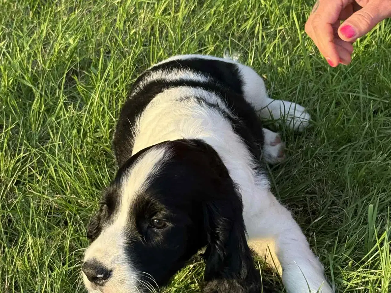 Billede 2 - Engelsk springer spaniel