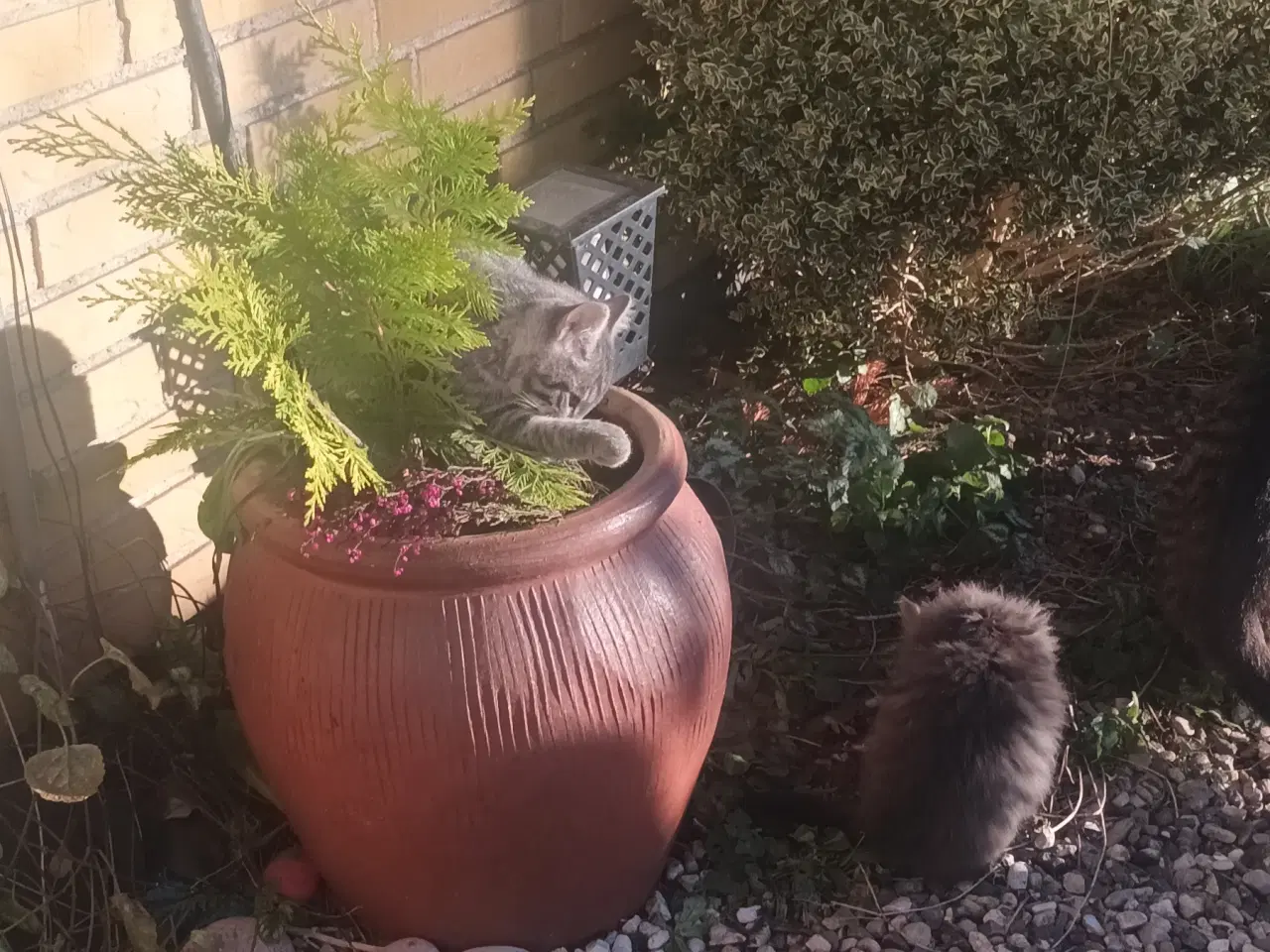 Billede 6 - Dejlige små hunkatte