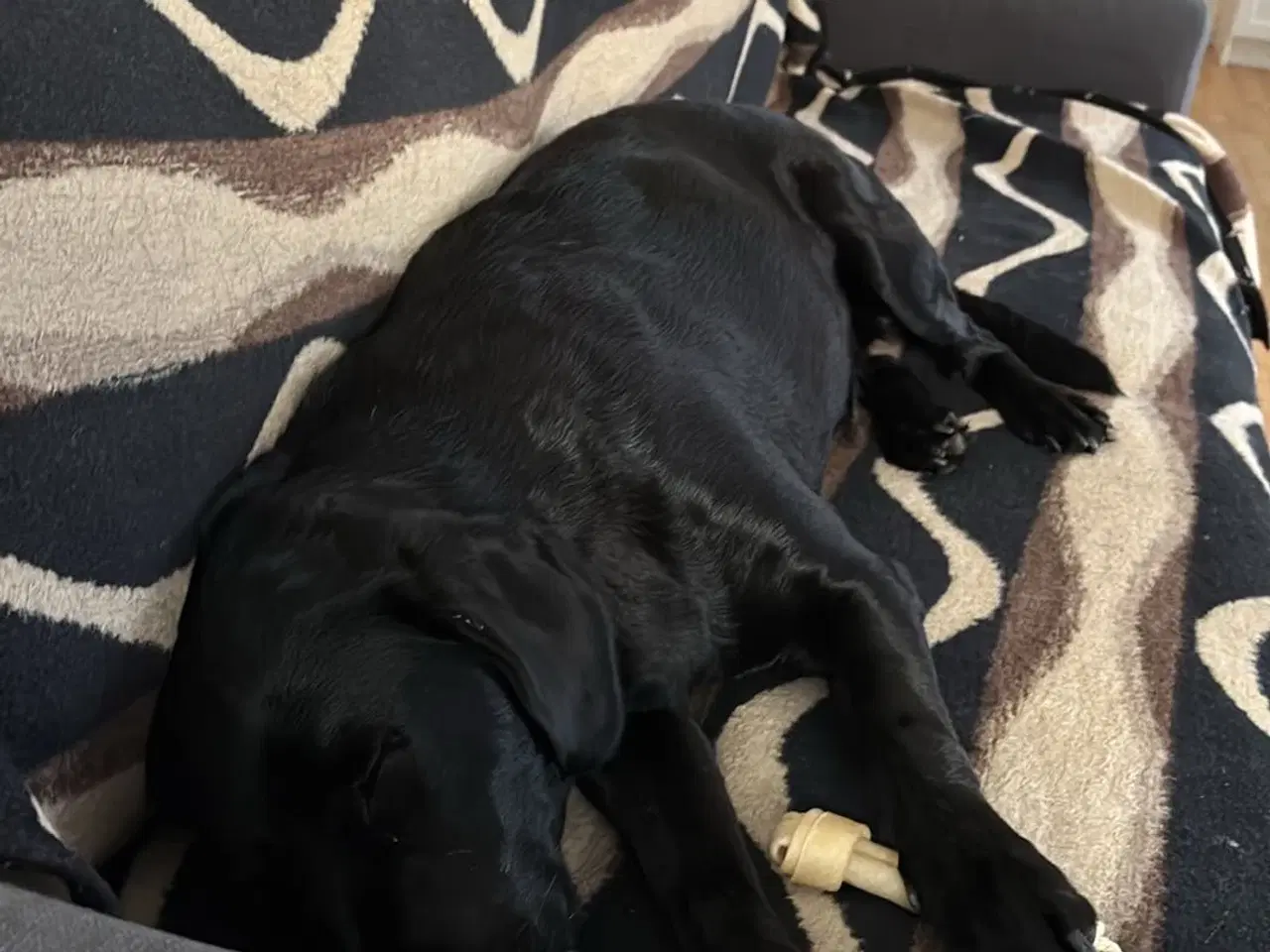 Billede 5 - Dejlig og kærlig og lydig hund 