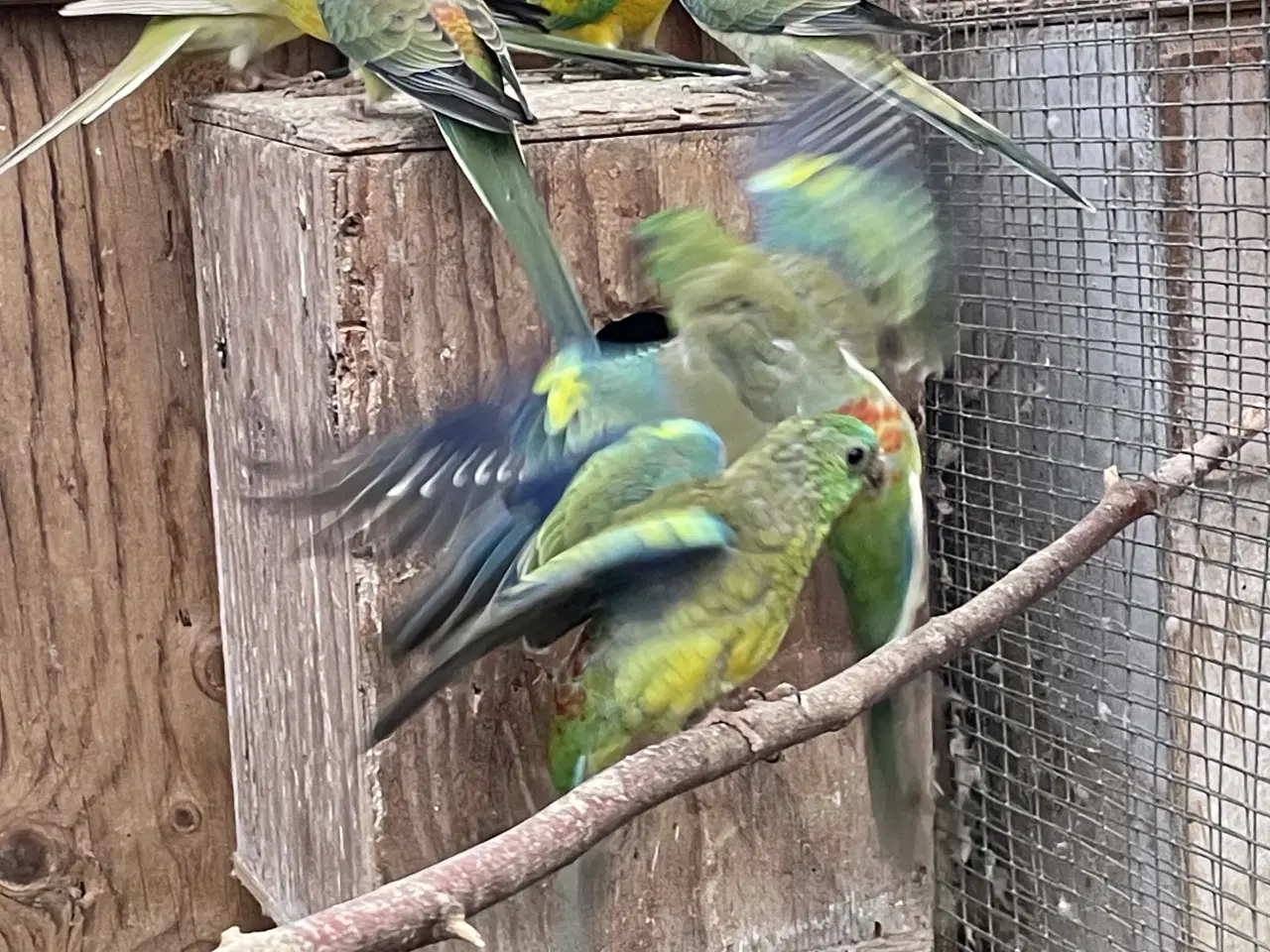 Billede 2 - Sangparakitter 