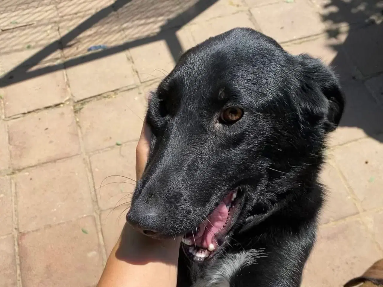 Billede 5 - Sødeste Frederikke søger familie ❤️