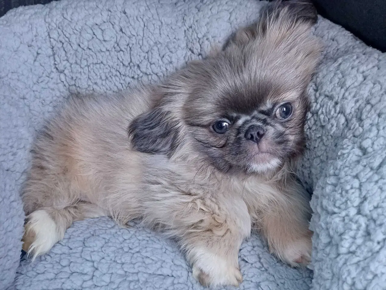 Billede 2 - Med grædende hjerte søger lækker hvalp nyt hjem