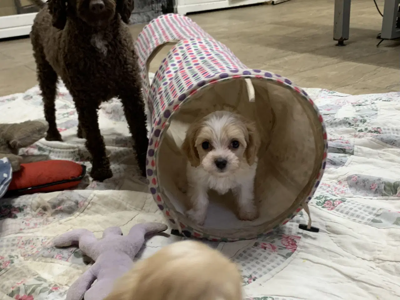 Billede 10 - Mini cavapoo babyer F1