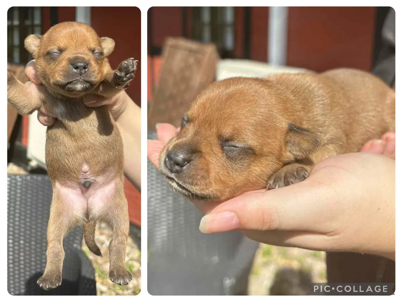 Billede 7 - Staffordshire Bull Terrier hvalpe med DKK tavle
