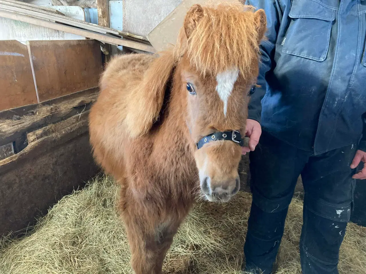 Billede 1 - Charmetrold søger familie
