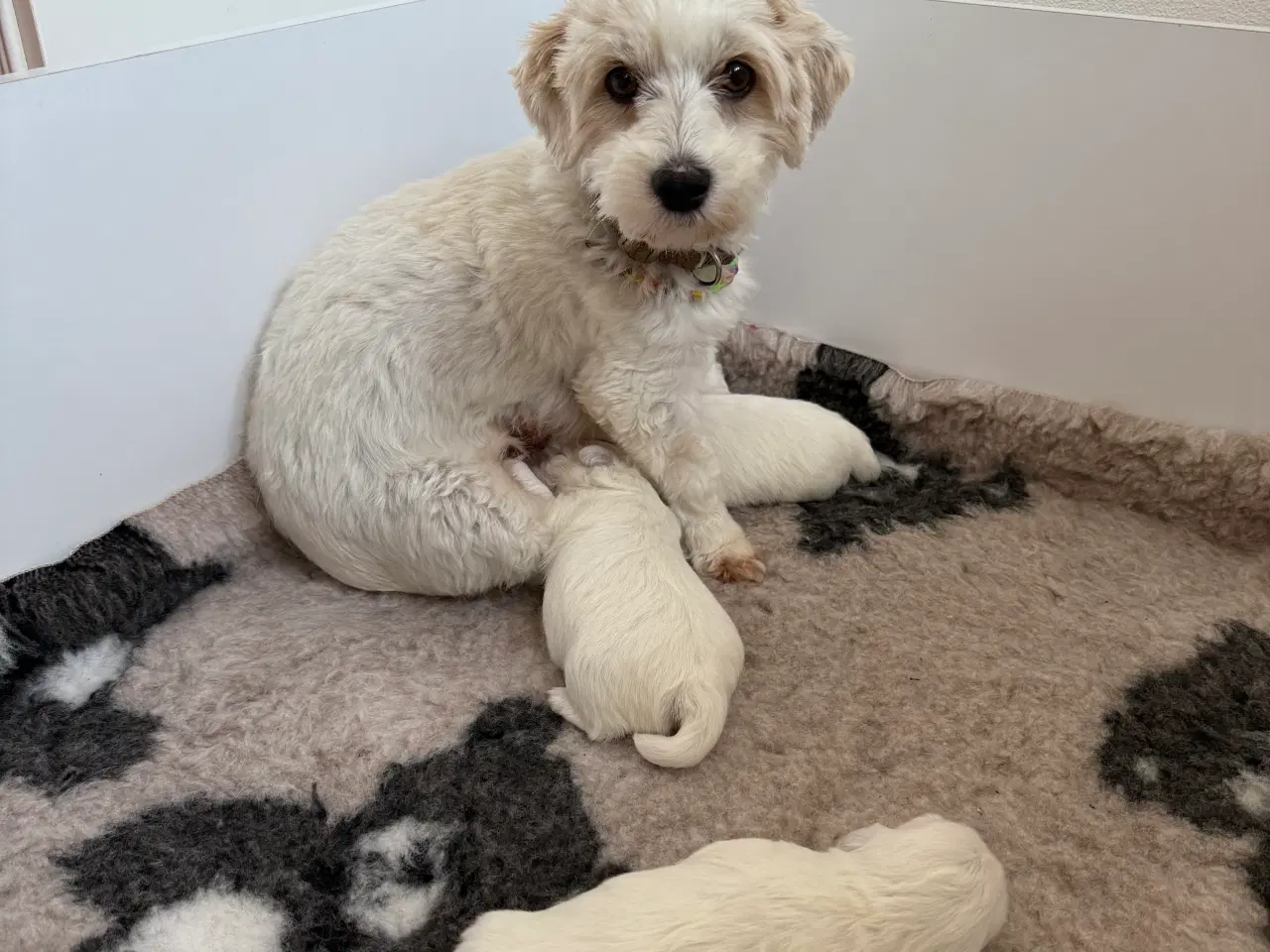 Billede 7 - Coton de tulear hvalp
