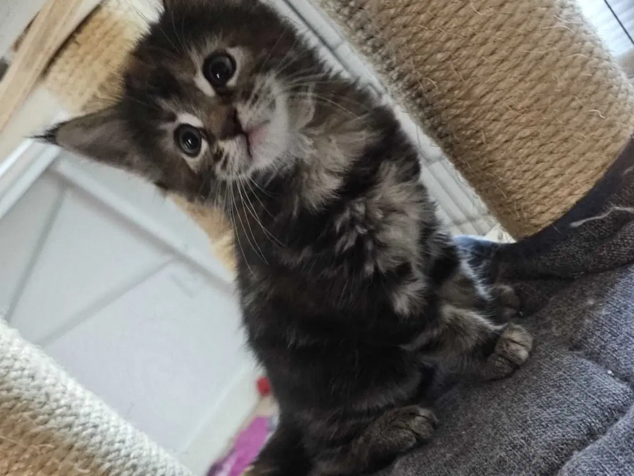 Billede 3 - Maine coon med stamtavle