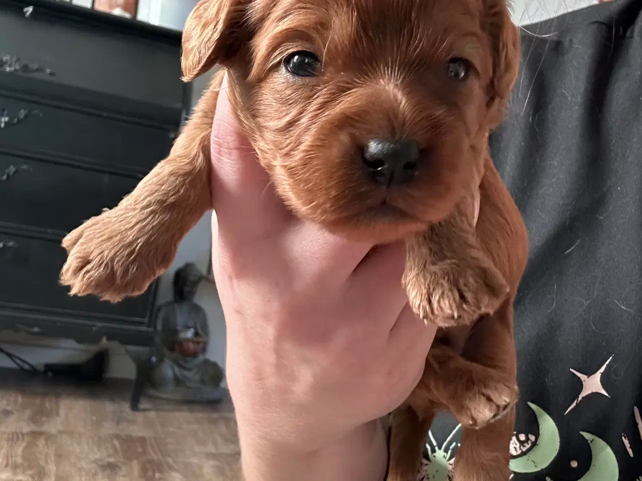 Billede 7 - Skønne Cavapoo hvalpe