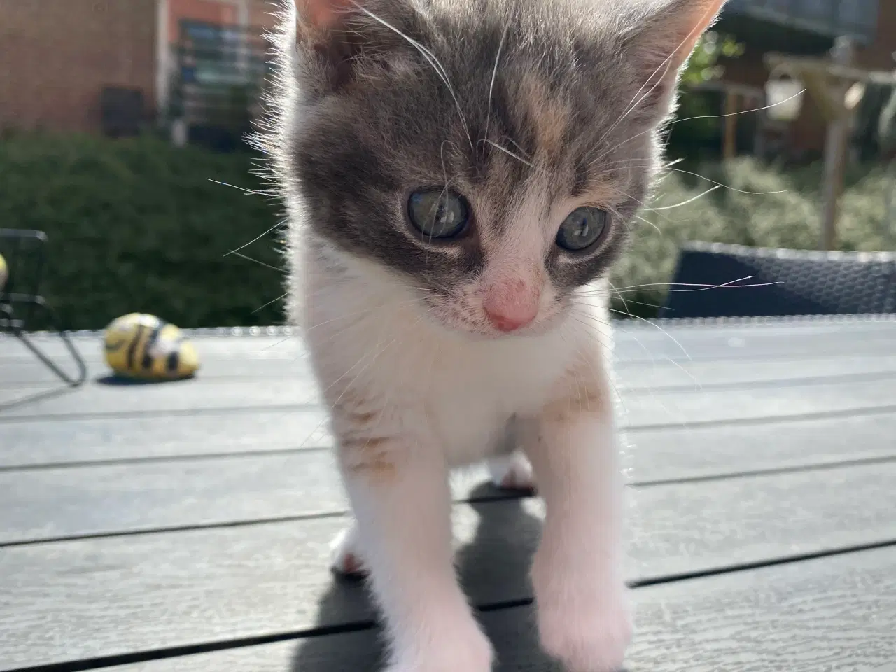 Billede 6 - katte killinger