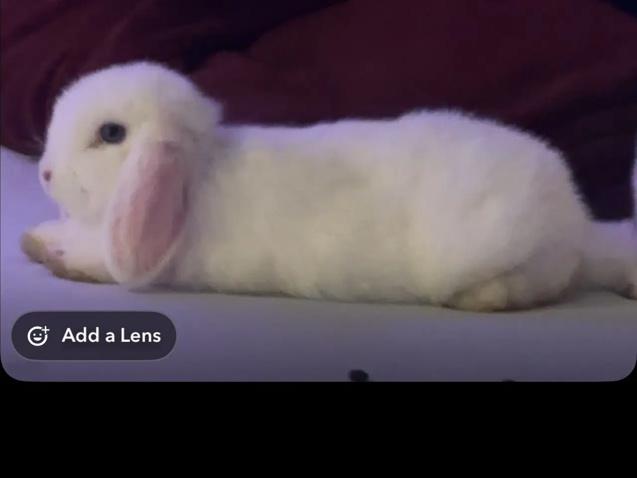 Billede 1 - Mini lop kanin 