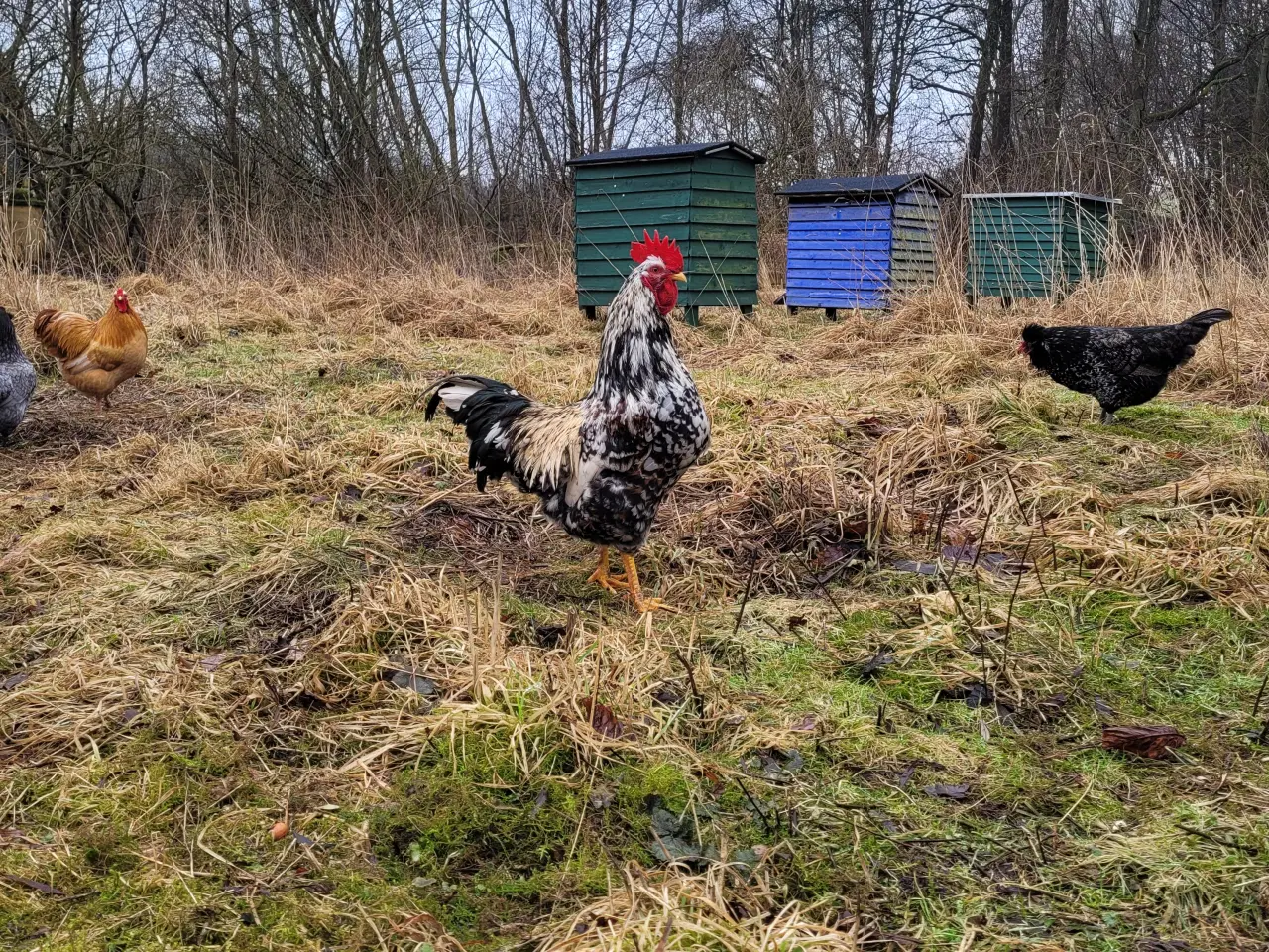 Billede 1 - Tre søde og nysgerrige skånske blomsterhaner sælge