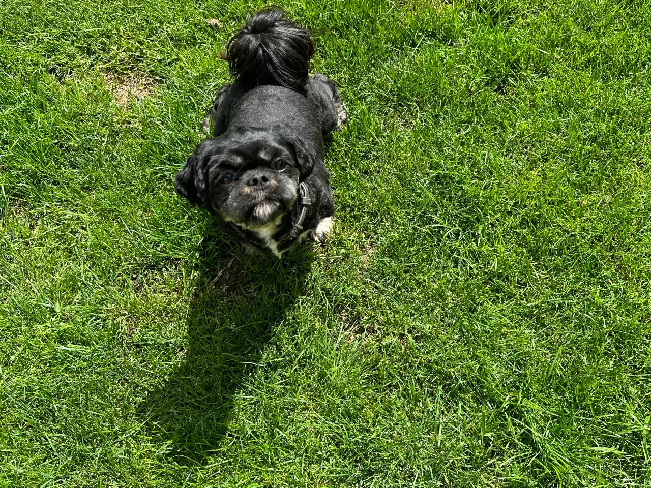 Billede 4 - lhasa apso/shih tzu
