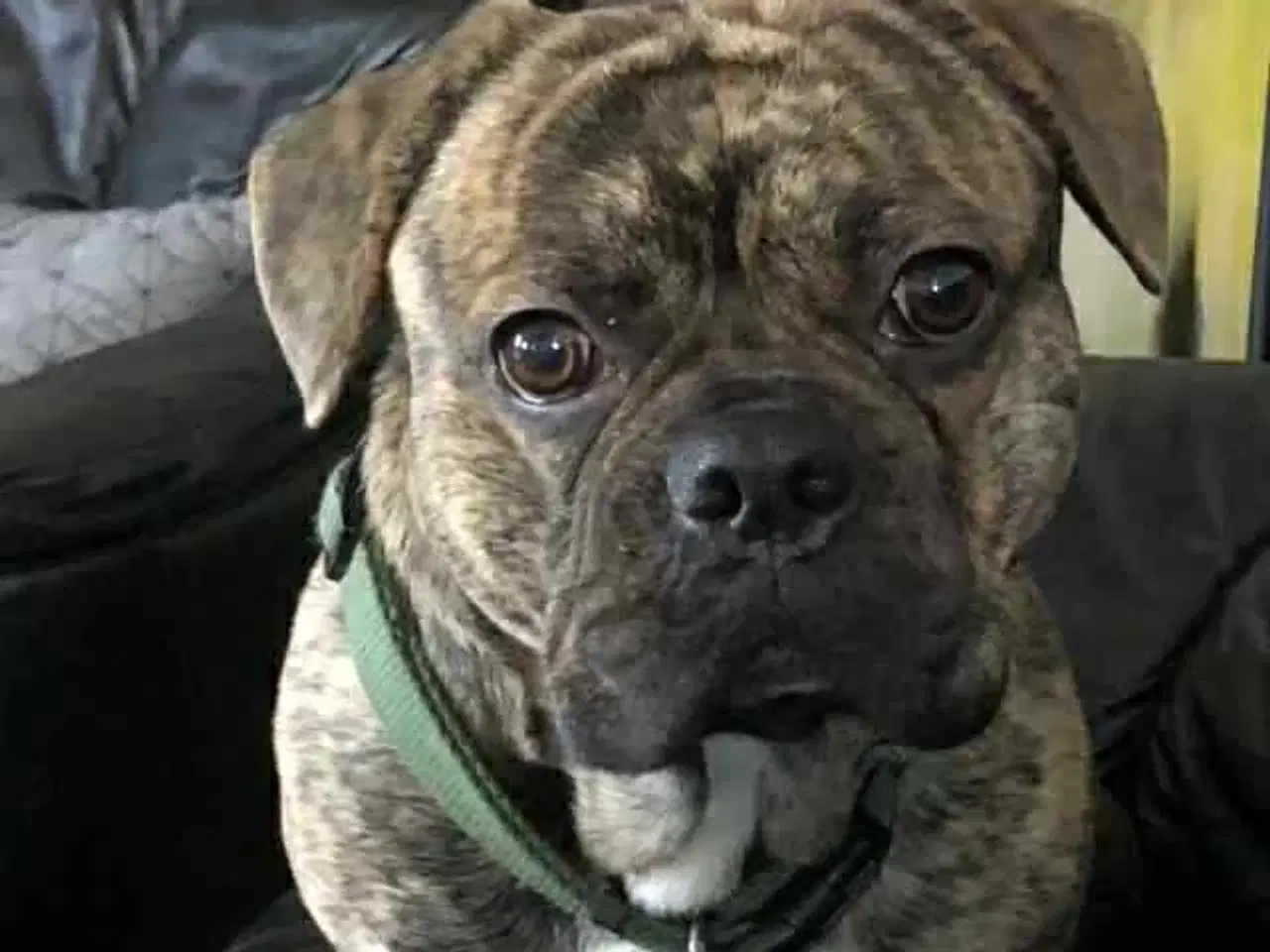 Billede 15 - Fransk bulldog og beagle blandinger født 30/10