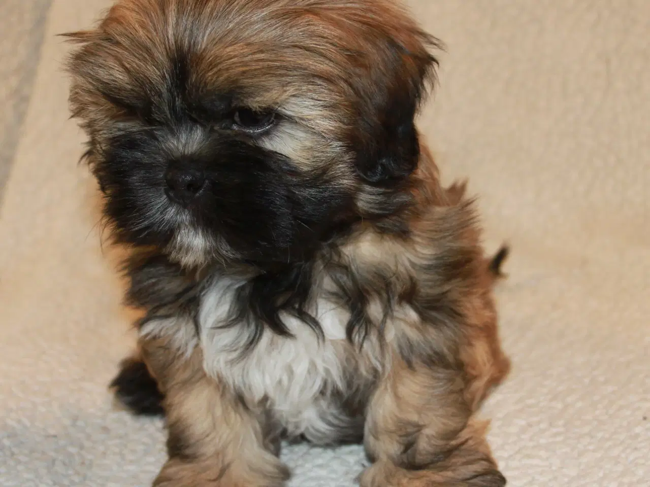 Billede 8 - Lhasa Apso hvalp