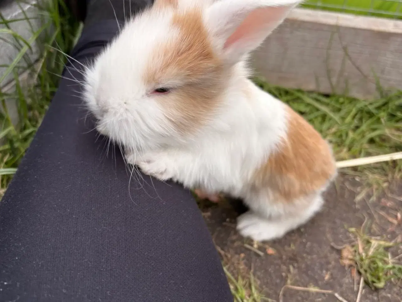 Billede 3 - Tamme Mini-lop kaninunger