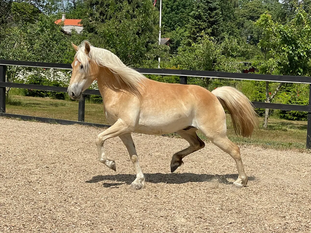 Billede 4 - 5 års haflinger 