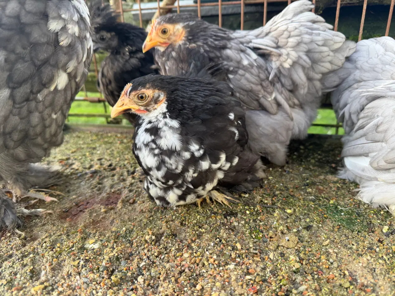 Billede 2 - Dværg kochin og blandings