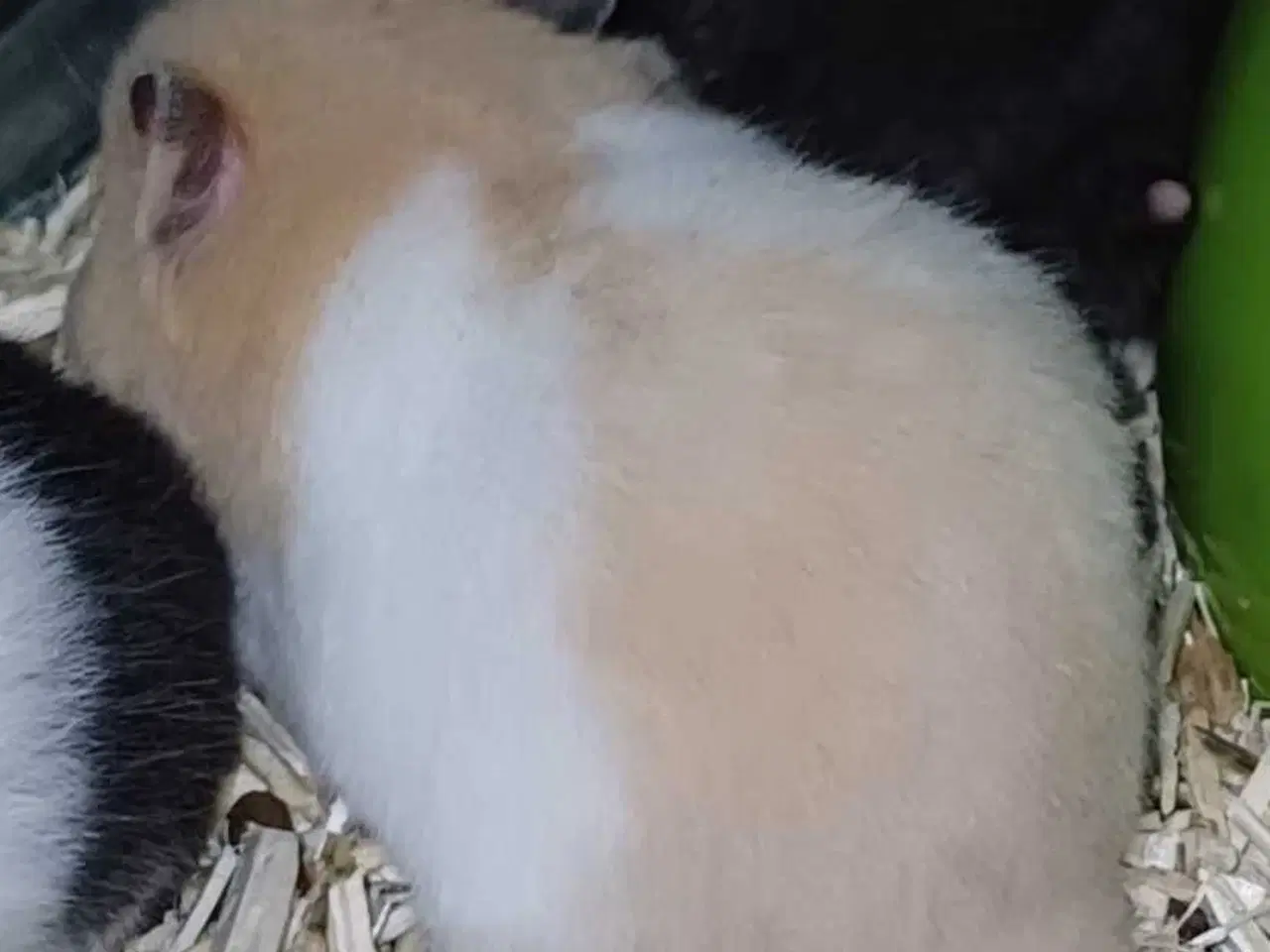 Billede 12 - Guldhamster unger