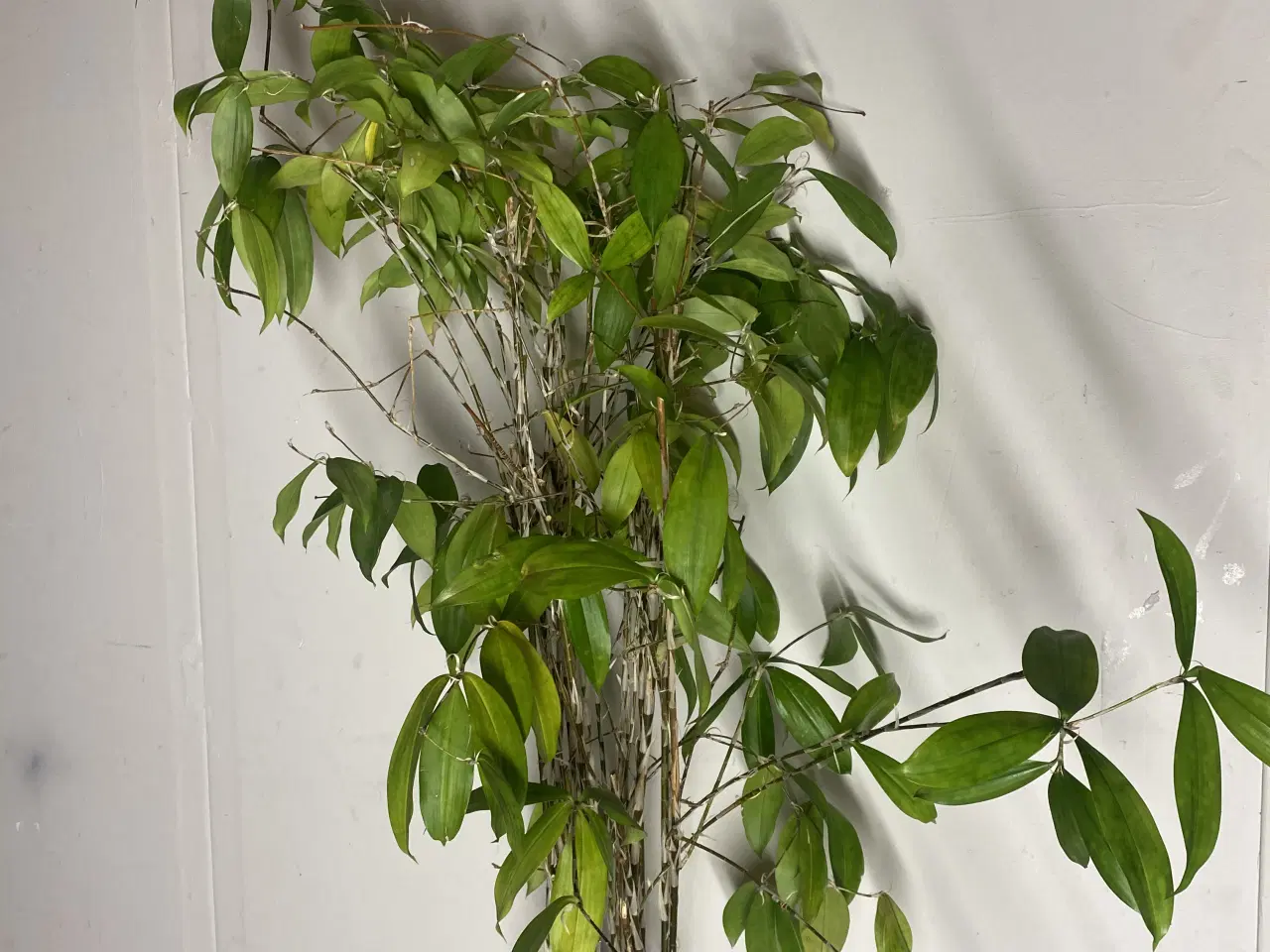 Billede 8 - Genbrugs Planter