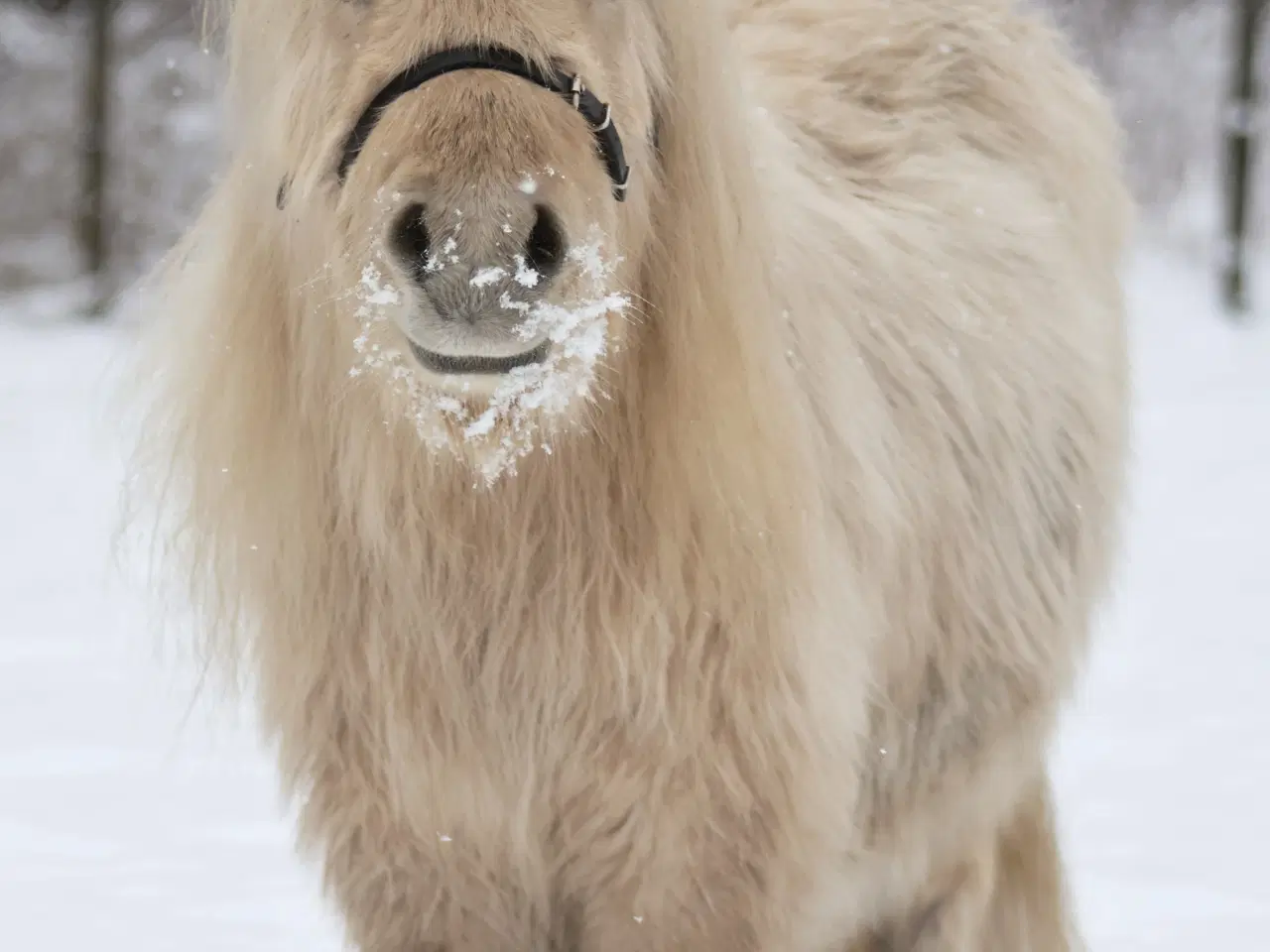 Billede 2 - charmerende mushroom dun hingst på 2 år.